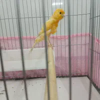 قناری‌سوپر|پرنده|قم, وادی السلام|دیوار