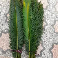 برگ سیکاس