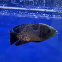 ماهی اسکار توضیحات خوانده شود