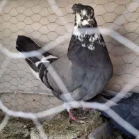 یه ماده سبزکله.گلی درجه یک دارم برافروش