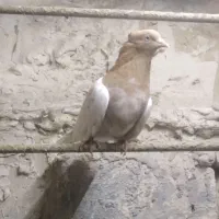 کفتر پرشی|پرنده|مشهد, سمزقند|دیوار