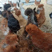مرغ وخروس جوان چهارماهه ماهه