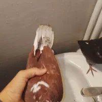 دوتا جوجه یکی گاشانی یکی دوم سفید