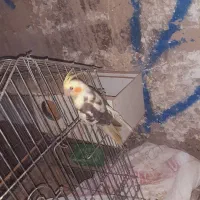 سلام چهار عروس هلندی نر