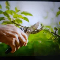 هرس کار حرفه ای