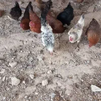 مرغ لری|حیوانات مزرعه|الیگودرز, |دیوار