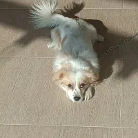 سگ پاپی|سگ|مشهد, شهید قربانی|دیوار