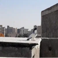 پلنگ افغانی نر عطیغه