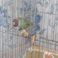 فنچ گلدین