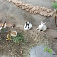 خرگوش با مزه