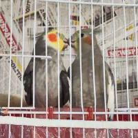 جفت عروس روی تخم و جوجه معاوضه|پرنده|مشهد, پنجتن|دیوار