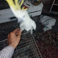 کاکادو دستی