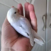 طوطی کوتوله برزیلی مارال دستی