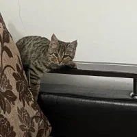 واگذاری گربه ۴ ماهه