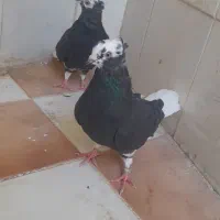 کروتر کجکله سیاه باختم