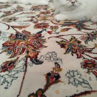 پرشین|گربه|اصفهان, گلستان|دیوار