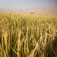 برنج کامفیروزی