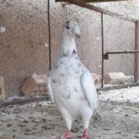 ۲ تا کفتر