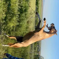 فروش فوری  اسب|حیوانات مزرعه|کندوان, |دیوار