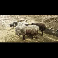 نیازمند نیرو اتباع چوپان کاره