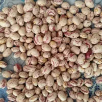 لوبیا چیتی و تخمه کدو سیب زمینی هم موجود می باشد.|خوردنی و آشامیدنی|سده (فارس), |دیوار