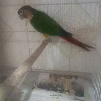 گرینچک نر|پرنده|مشهد, شهید قربانی|دیوار