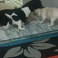 توله اصل شناسنامه دار اشپیتز