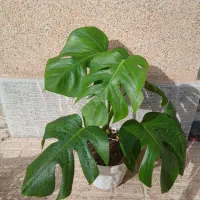 انجیری و پتوس و...