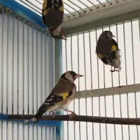 ُسهره|پرنده|شهرکرد, |دیوار