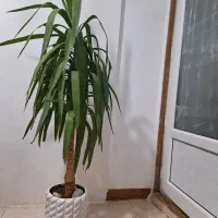 گل آپارتمانی با گلدونش