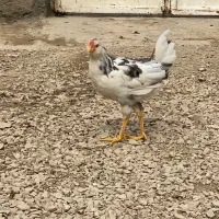 مرغ و خروس گلین درجه یک بدون هیچ ایرادی سالم