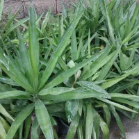 پالم ، یوکا ، شمشاد|خدمات باغبانی و درختکاری|کلاچای, |دیوار