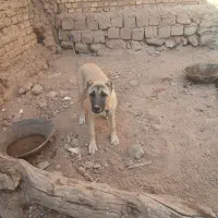 توله سگ سرابی ماده