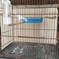 قناری ماده طلایی و سفید|پرنده|خورموج, |دیوار