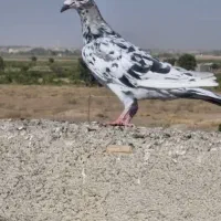 کفتر یا کبوتر