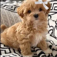 پودل|سگ|تهران, شهرک آزمایش|دیوار