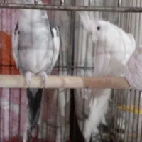 شادگان|پرنده|شادگان, |دیوار