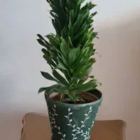 گل کامپکت