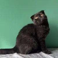 اسکاتیش بلک