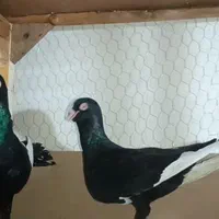 قره سوری وارداتی|پرنده|اصفهان, ارغوانیه|دیوار