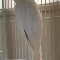 عروس هلندی آلبینو لوتینو وایت‌فیس سینامون