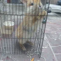 خرگوش با قفس