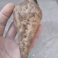 چغندر خوراک دام