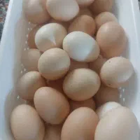 تخم مرغ محلی
