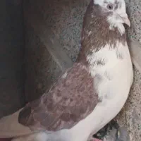 قرمزی شازدا
