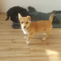 واگذاری سگ خانگی میکس شیتزو و تیریر|سگ|باغستان, |دیوار