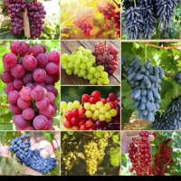 انواع نهال انگور ایرانی وخارجی موندراب