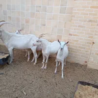 فروش اسب و  بز سانان|حیوانات مزرعه|اردکان, |دیوار