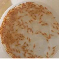 کت پوزه بوته ای