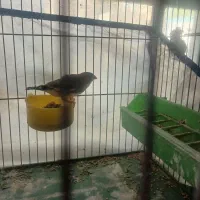 فنچ